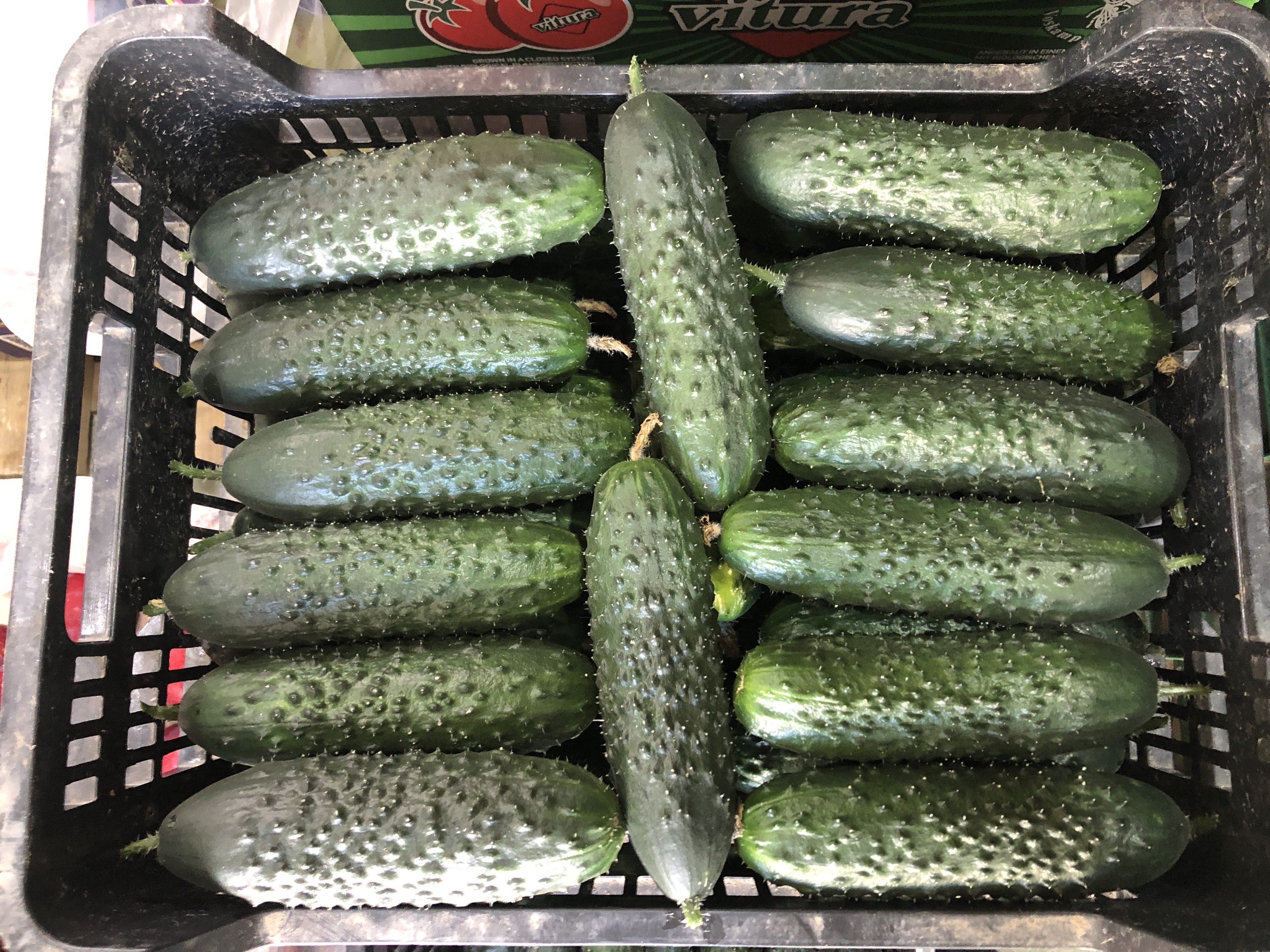 Pepino